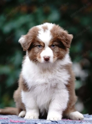 Ausztrál juhászkutya kölykök eladók  - kép 4