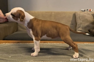 Amerikai staffordshire terrier - kép 3