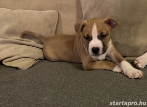 Amerikai staffordshire terrier - kép 4