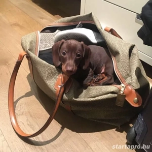 Törpe tacskó kölyök 