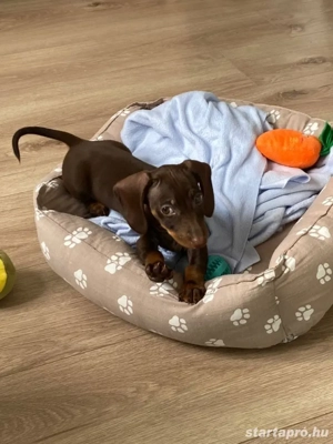 Törpe tacskó kölyök  - kép 2