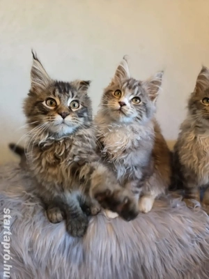 Maine coon kiscica 