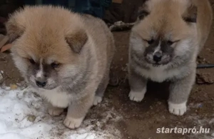 Japán Akita inu kiskutya ELADÓ - kép 2