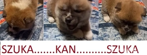 Japán Akita inu kiskutya ELADÓ - kép 5