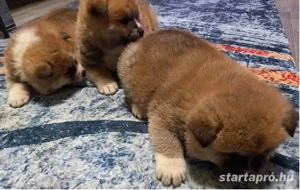 Japán Akita inu kiskutya ELADÓ - kép 4