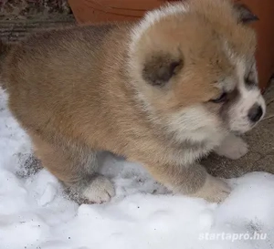 Japán Akita inu kiskutya ELADÓ - kép 3