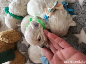 Bichon Havanase Babák Foglalhatóak - kép 4