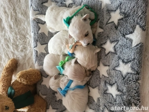 Bichon Havanase Babák Foglalhatóak - kép 5