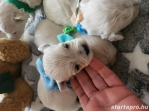 Bichon Havanase Babák Foglalhatóak - kép 2