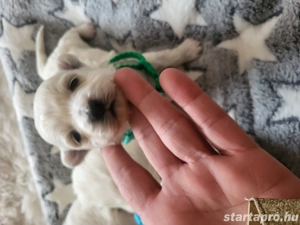 Bichon Havanase Babák Foglalhatóak - kép 3