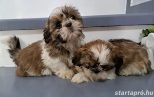 Shi tzu kiskuty k - kép 3