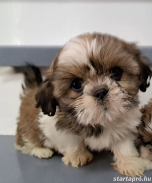 Shi tzu kiskuty k - kép 2