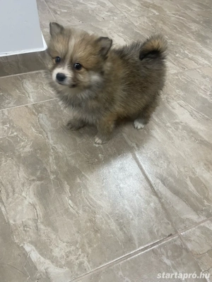 Pomerániai Törpe Spitz kiskutyák