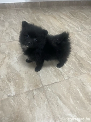 Pomerániai Törpe Spitz kiskutyák - kép 2