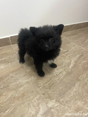 Pomerániai Törpe Spitz kiskutyák - kép 3