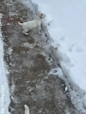 Fajtatiszta Jack Russel Terrier kislány kiskutya  - kép 2