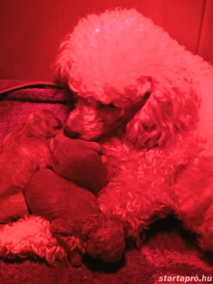 Törpe uszkár babák  - kép 2