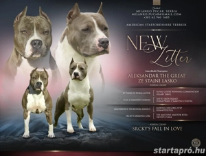 Kék amerikai stafford kölykök eladók - kép 4