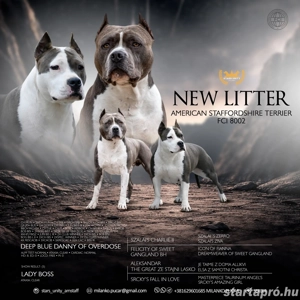 Kék amerikai stafford kölykök eladók