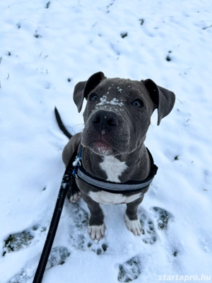 Kék amerikai stafford kölykök eladók - kép 5