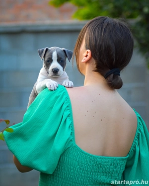 Kék amerikai stafford kölykök eladók - kép 6