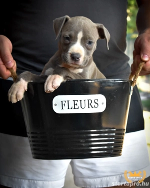 Kék amerikai stafford kölykök eladók - kép 8