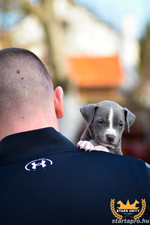 Kék amerikai stafford kölykök eladók - kép 7