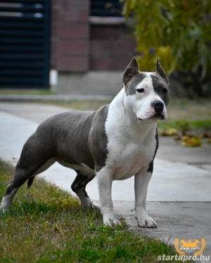 Kék amerikai stafford kölykök eladók - kép 9