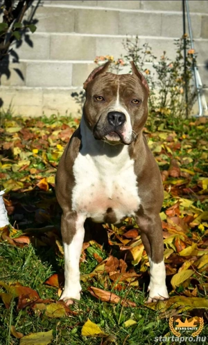 Kék amerikai stafford kölykök eladók - kép 12
