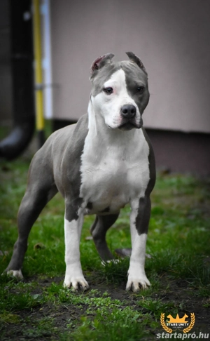 Kék amerikai stafford kölykök eladók - kép 10