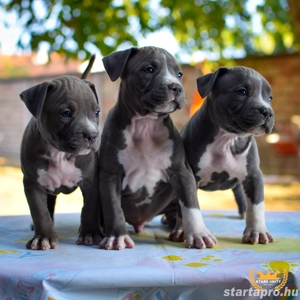 Kék amerikai stafford kölykök eladók - kép 11