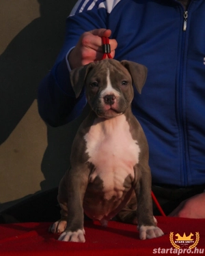 Kék amerikai stafford kölykök eladók - kép 13