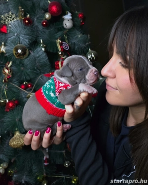 Kék amerikai stafford kölykök eladók - kép 14