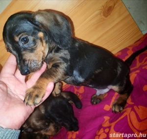 Tacskó kan kiskutya elvihető  - kép 3