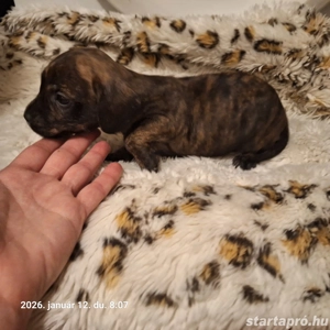 Francia Bulldog Tacsi keverék - kép 2