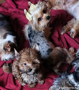 Yorki kisfiú,ocean pearl - kép 2