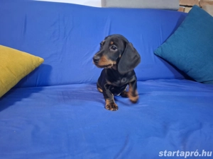 Eladó törpe tacskó kölykök - kép 4