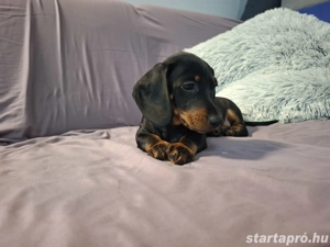 Eladó törpe tacskó kölykök - kép 2