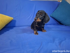 Eladó törpe tacskó kölykök - kép 3