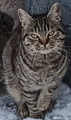 Kóbor cicák elvihetők 