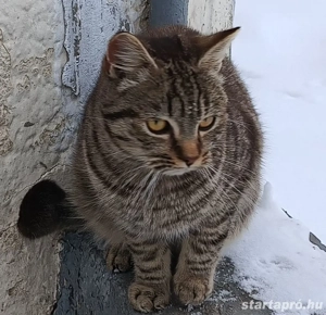 Kóbor cicák elvihetők  - kép 3
