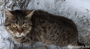 Kóbor cicák elvihetők  - kép 4