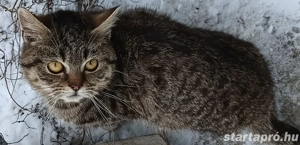 Kóbor cicák elvihetők  - kép 2