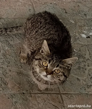 Kóbor cicák elvihetők  - kép 5