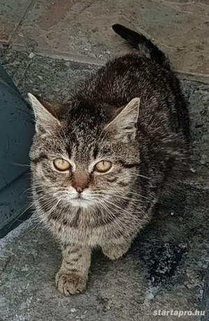 Kóbor cicák elvihetők  - kép 6