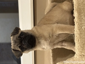 Mopsz kan kiskutya - kép 2