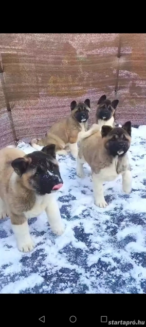 Amerikai Akita törzskönyvezett szuka kölykök 