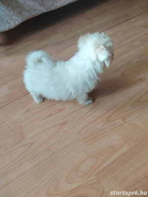 Bishon bolognese  - kép 4