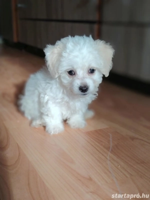 Bishon bolognese  - kép 3