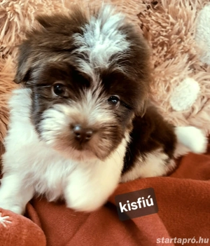 Törzskönyvezett szülöktől álomszép havanese kiskutyusok - kép 3